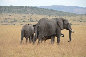masai mara budget safaris, masai mara elephants, maasai mara budget holiday